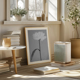 Peony 14 Poster och Canvastavla