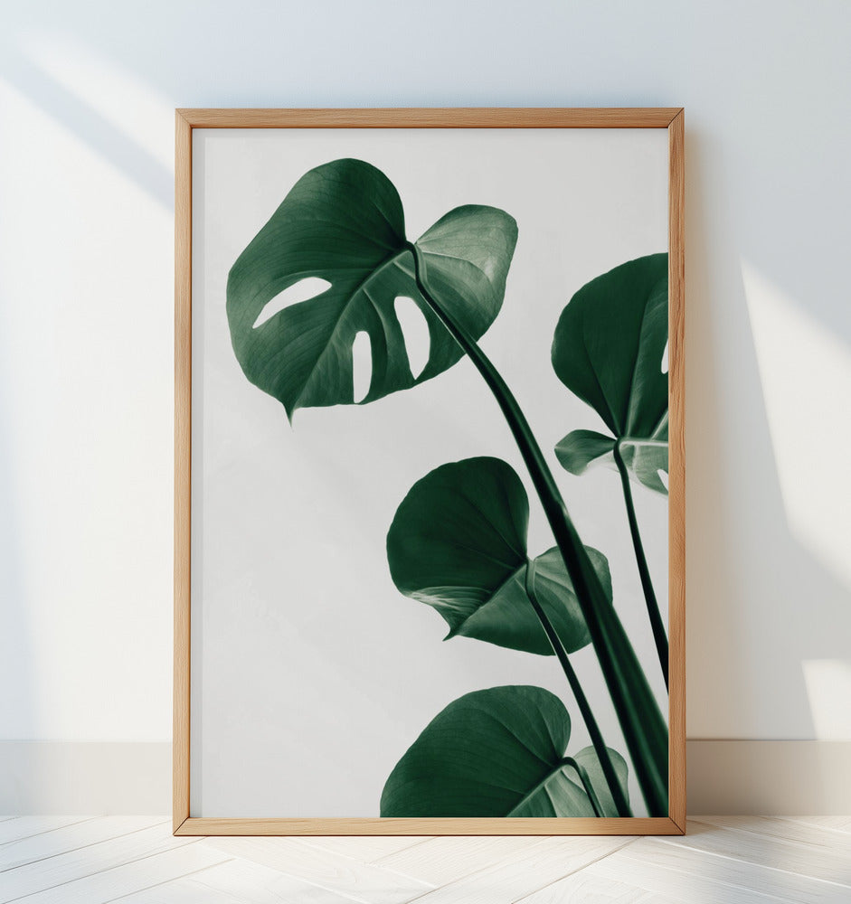 Monstera Natural 38 Poster och Canvastavla