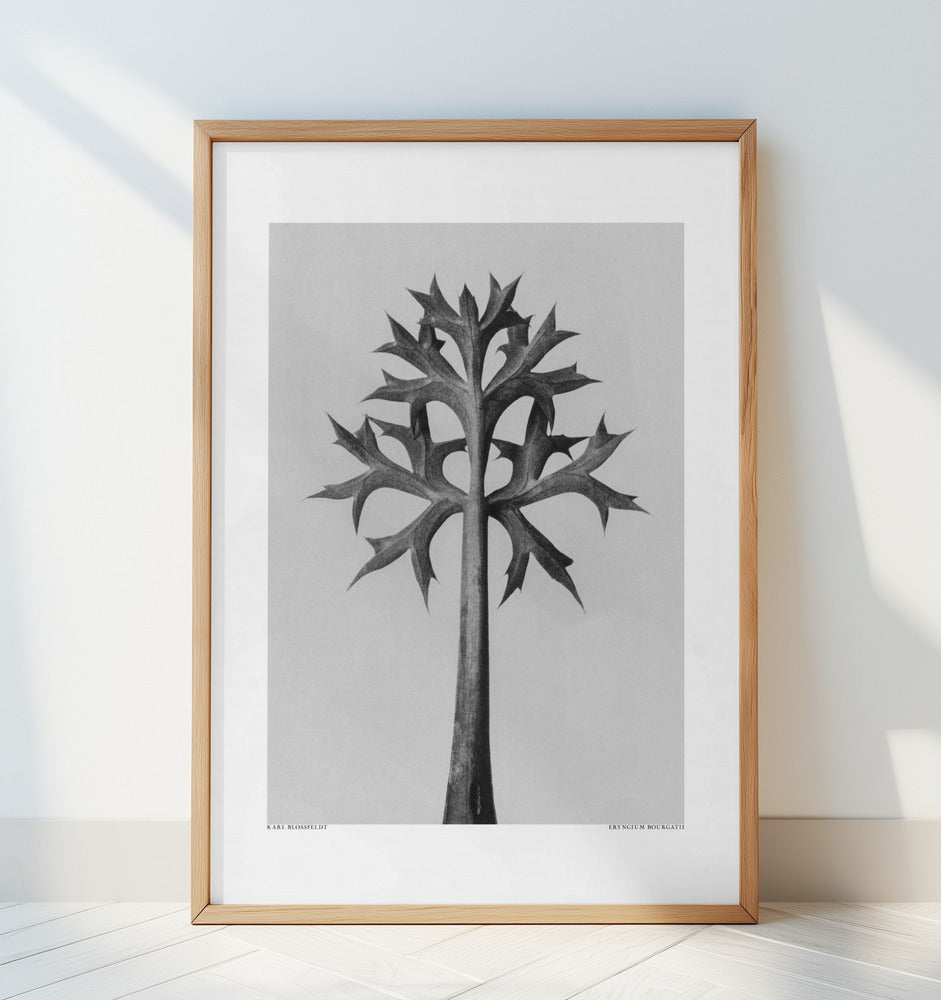 Eryngium Bourgatii Poster och Canvastavla