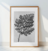 Chrysanthemum parthenium Poster och Canvastavla