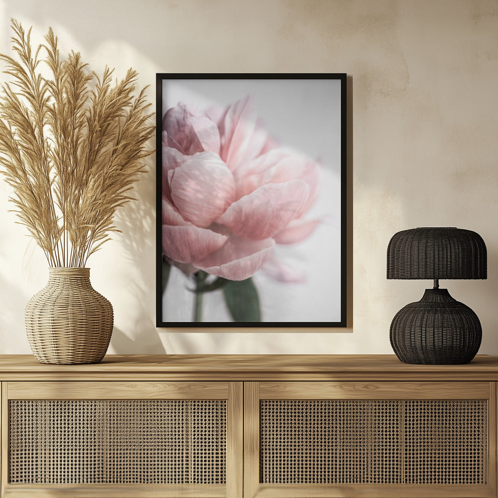 Peony 3 Poster och Canvastavla