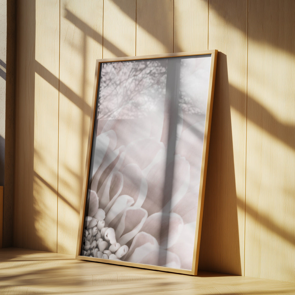 Chrysanthemum No 03 Poster och Canvastavla