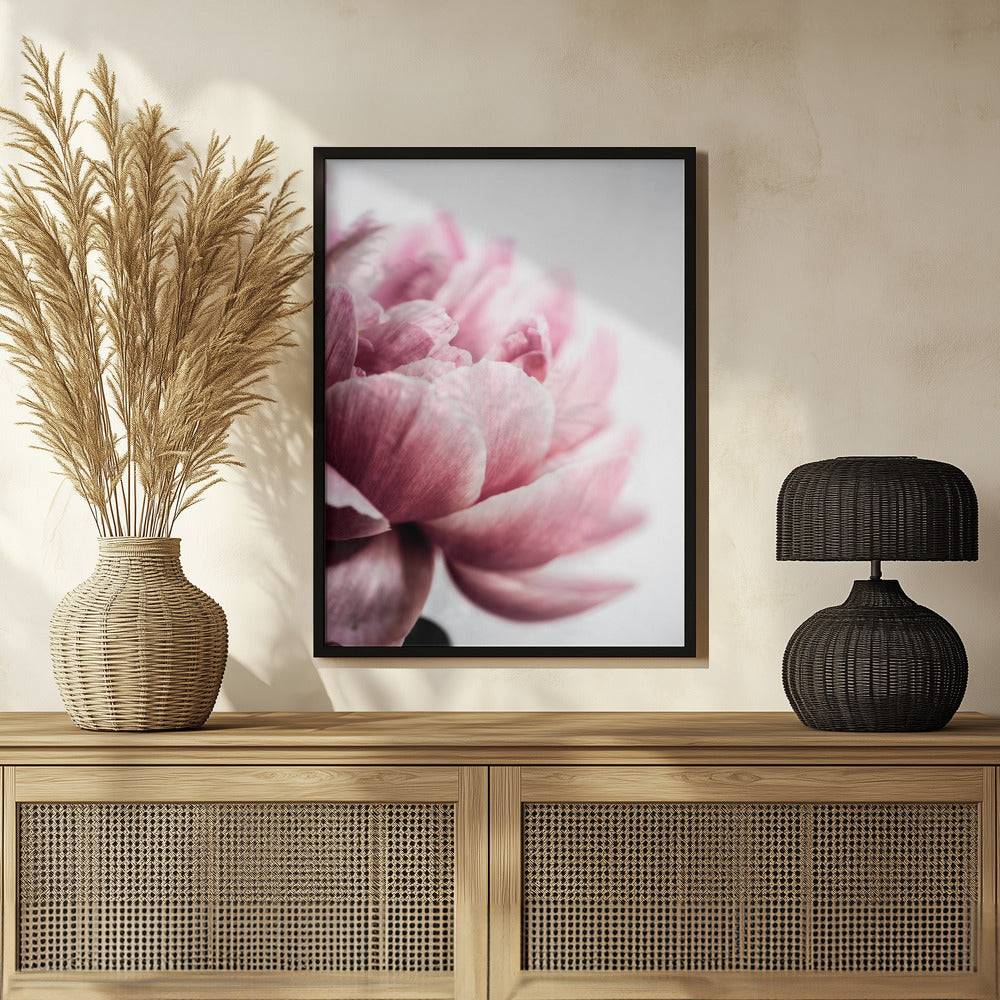 Peony 1 Poster och Canvastavla