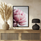 Peony 1 Poster och Canvastavla