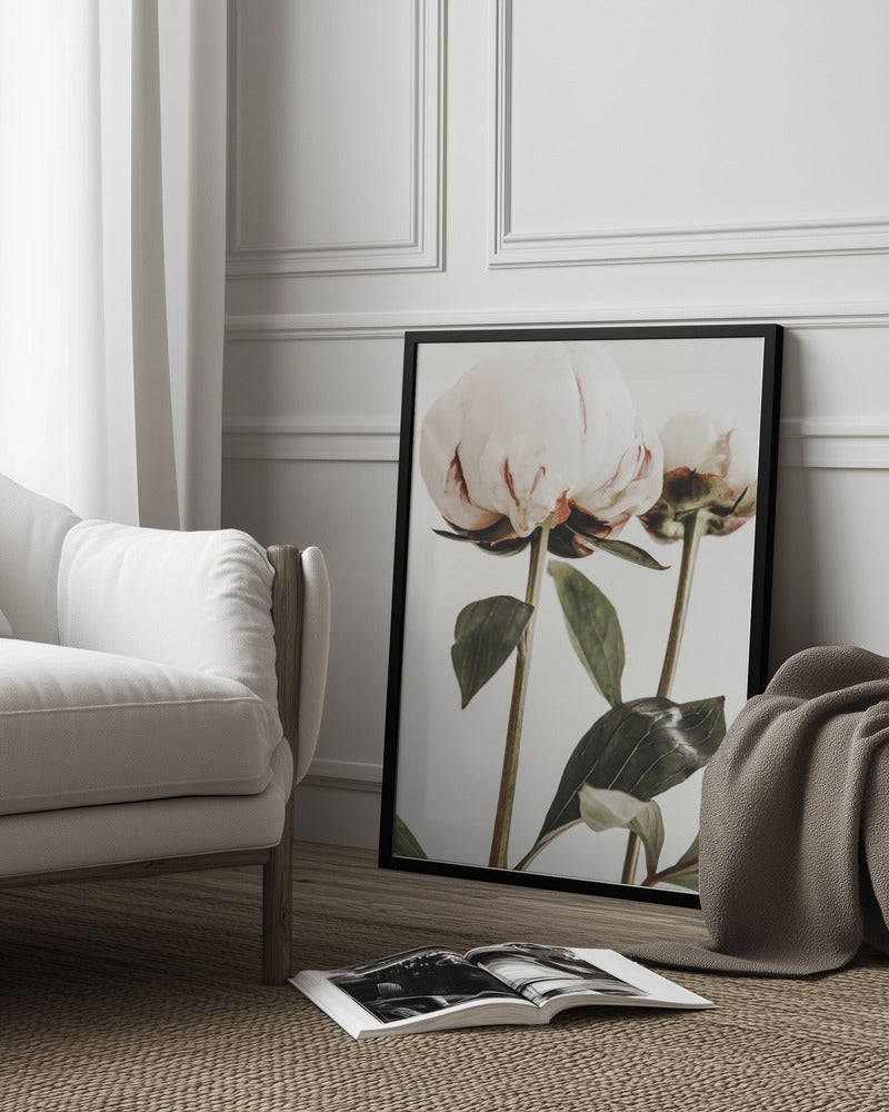 Peony 24 Poster och Canvastavla