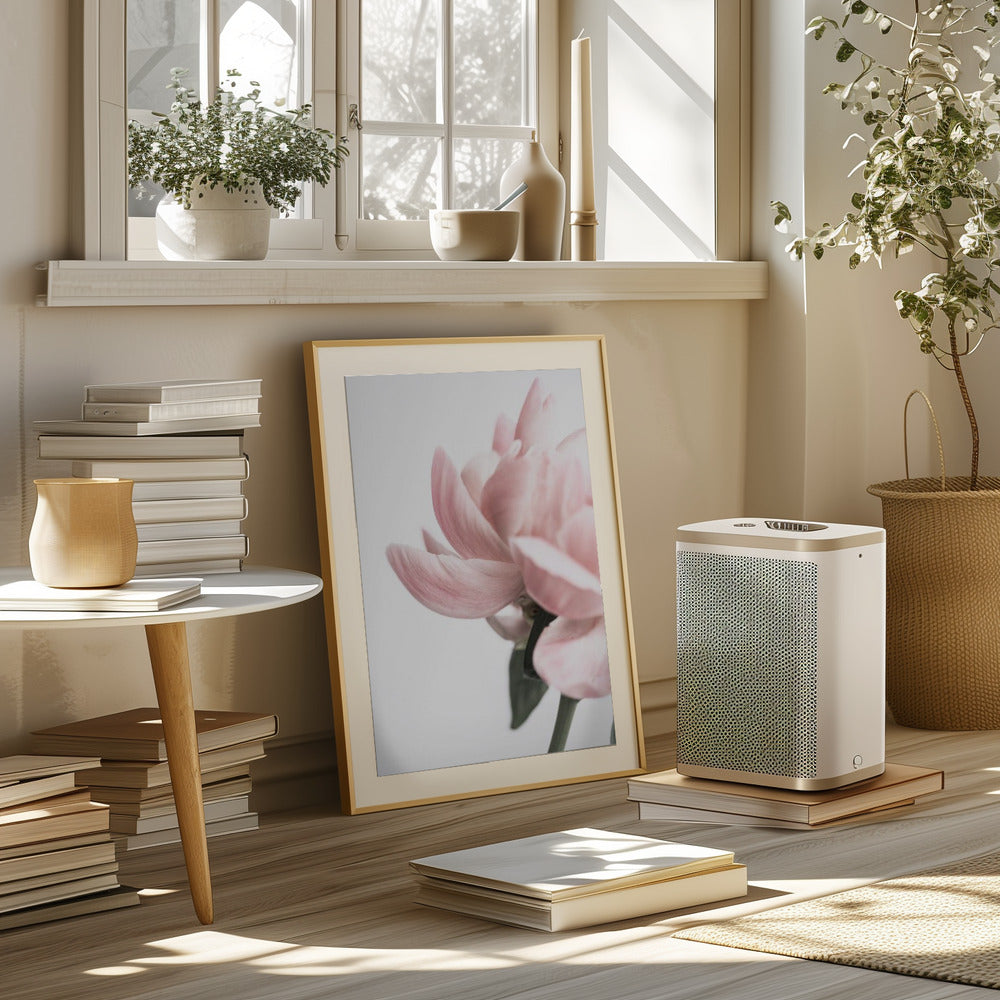 Peony 2 Poster och Canvastavla