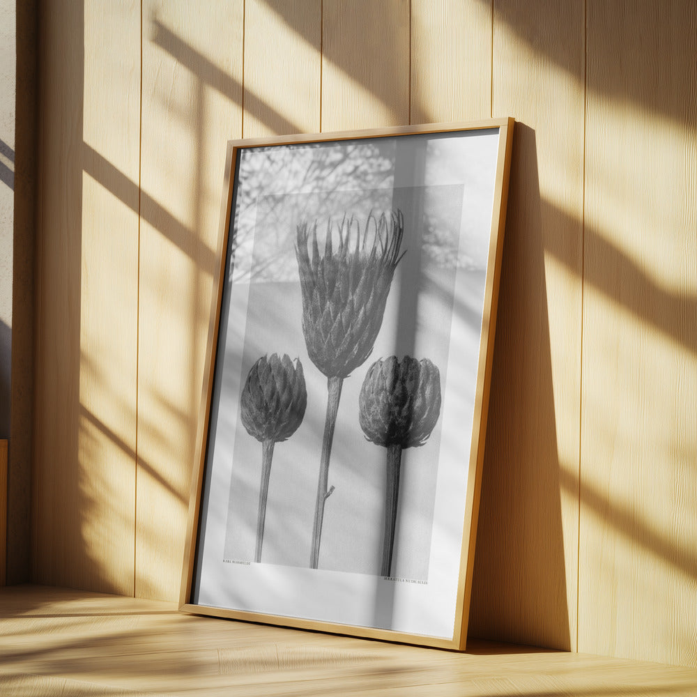 Serratula Nudicaulis Poster och Canvastavla