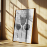 Serratula Nudicaulis Poster och Canvastavla