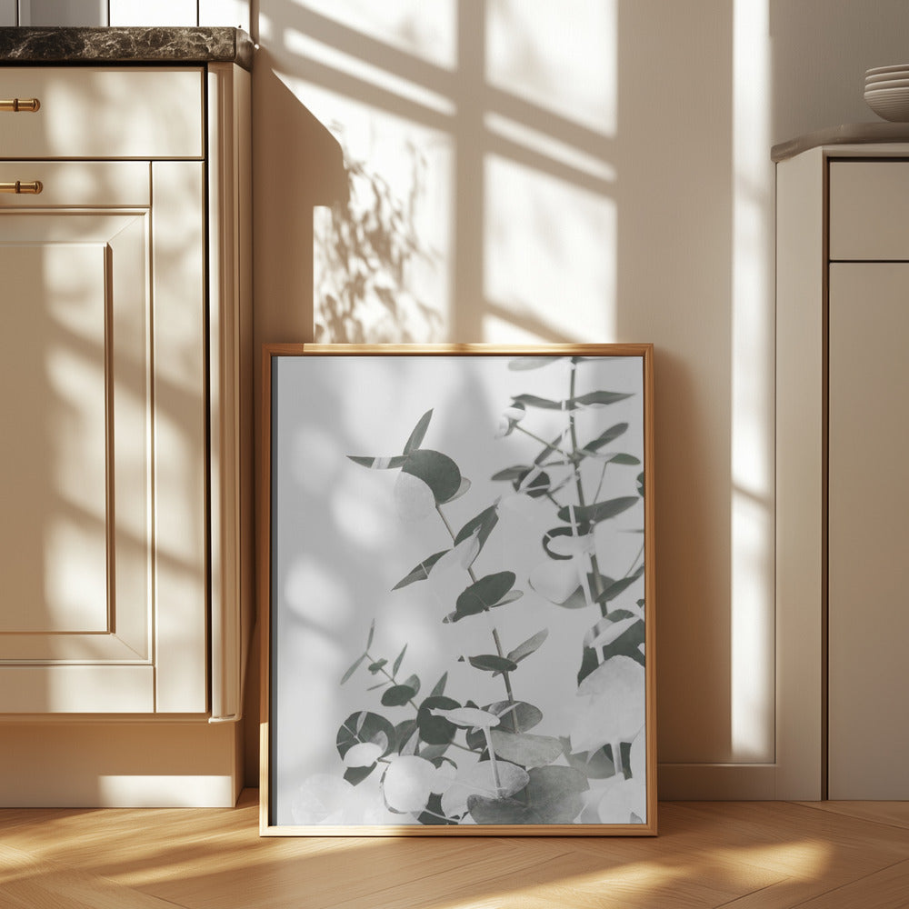 Eucalyptus Creative 10 Poster och Canvastavla