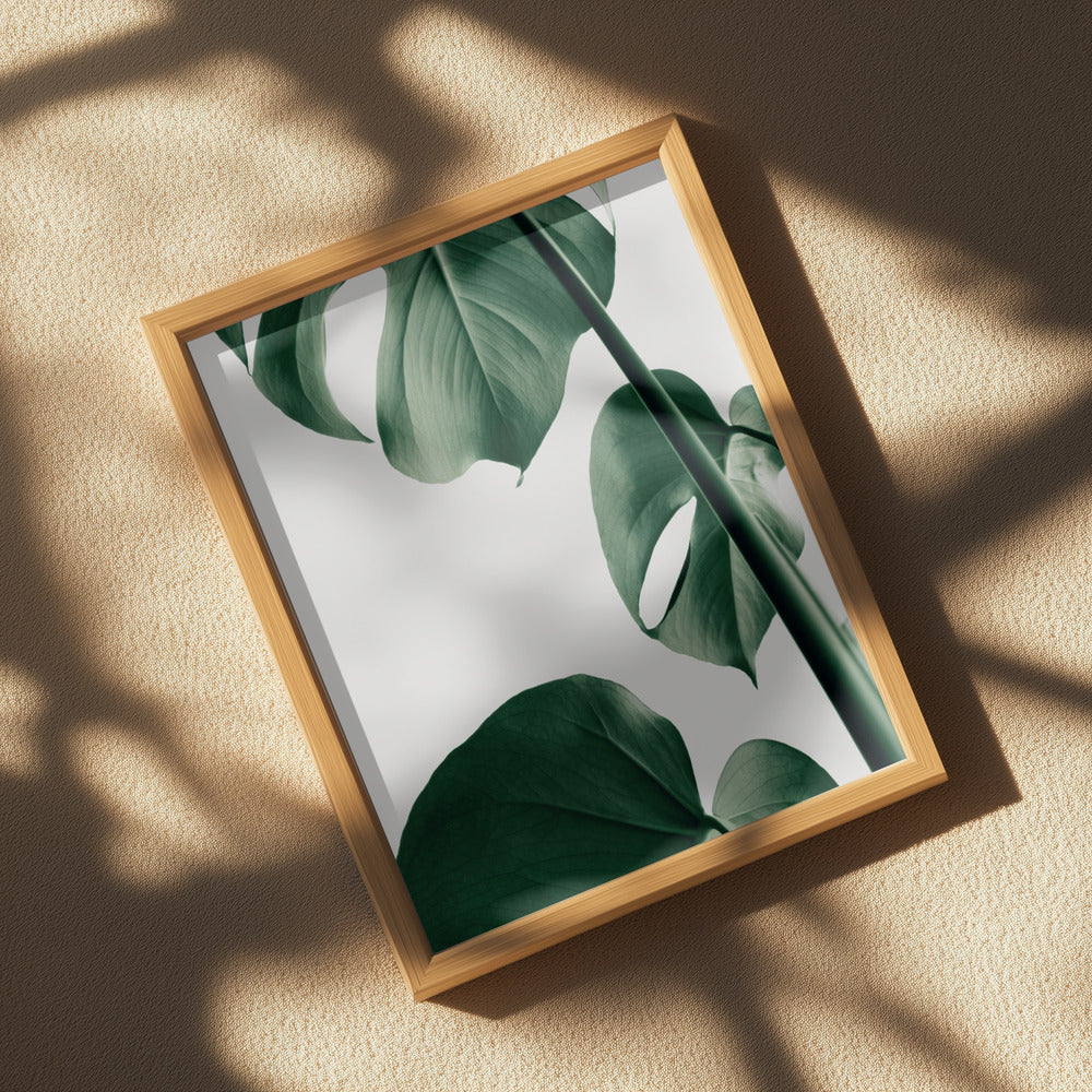 Monstera Natural 37 Poster och Canvastavla