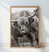 The Bull Poster och Canvastavla