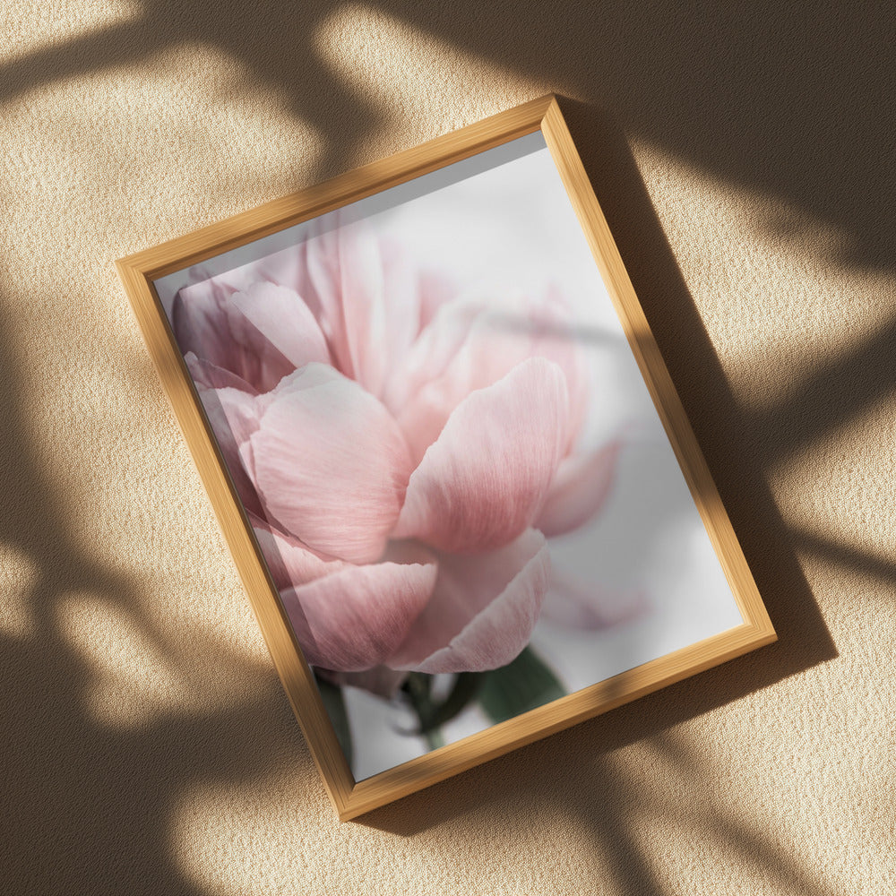 Peony 3 Poster och Canvastavla