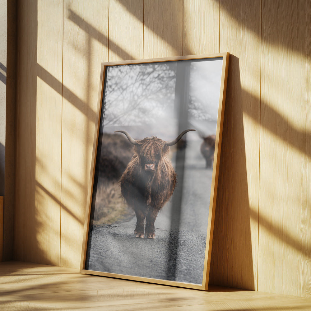 Cow Poster och Canvastavla