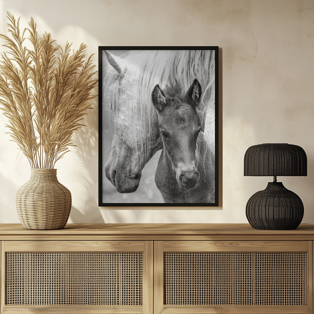 The Foal Poster och Canvastavla