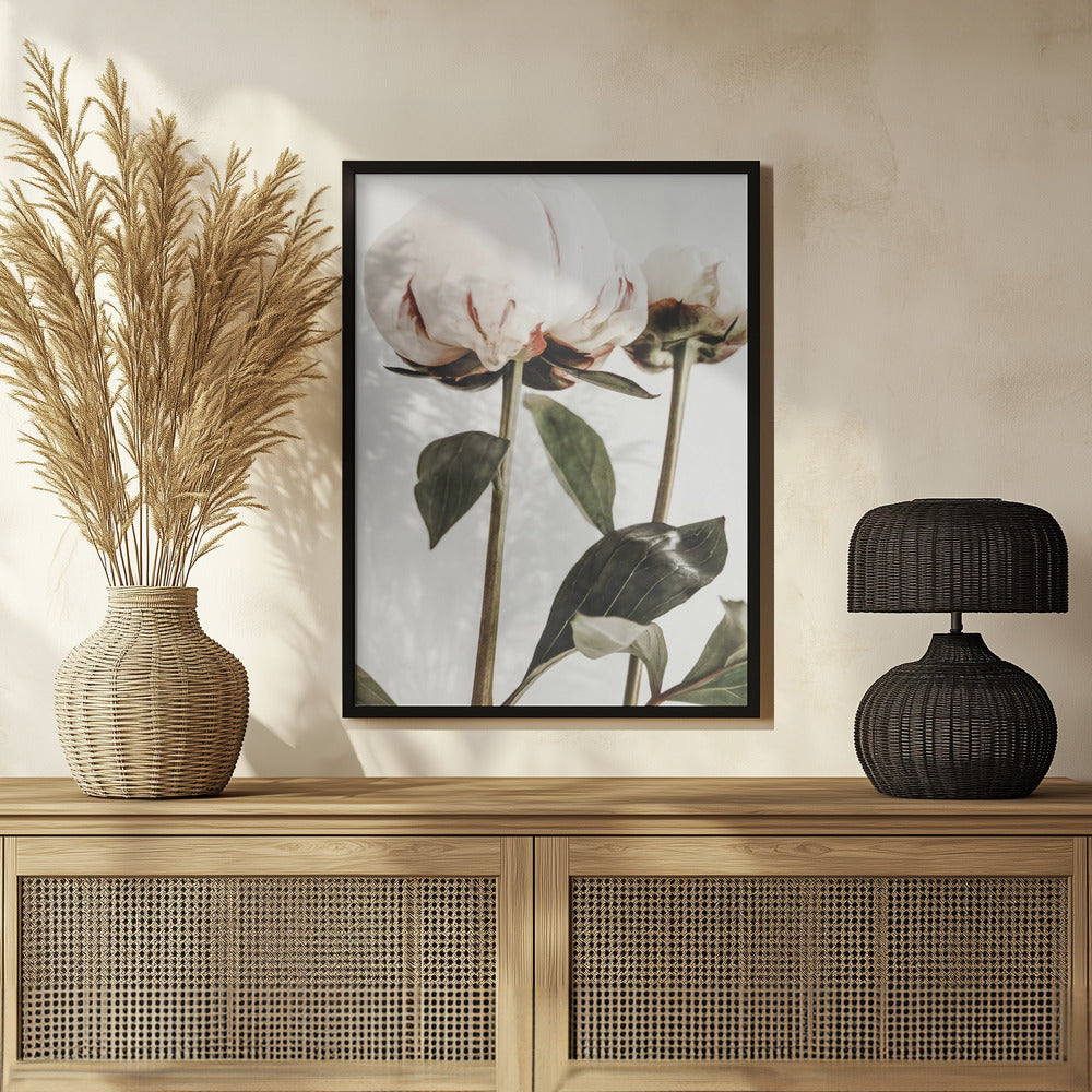 Peony 24 Poster och Canvastavla