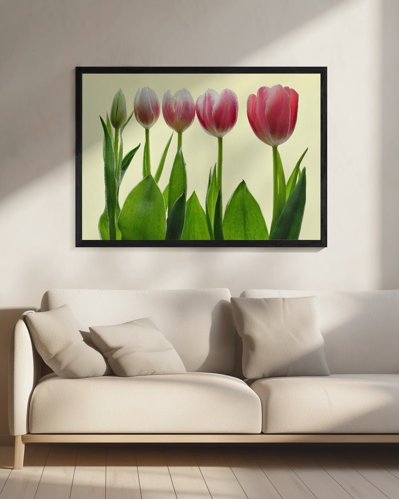 color growing Poster och Canvastavla