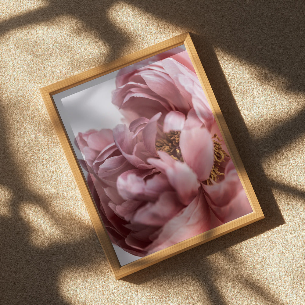 Peony Poster och Canvastavla