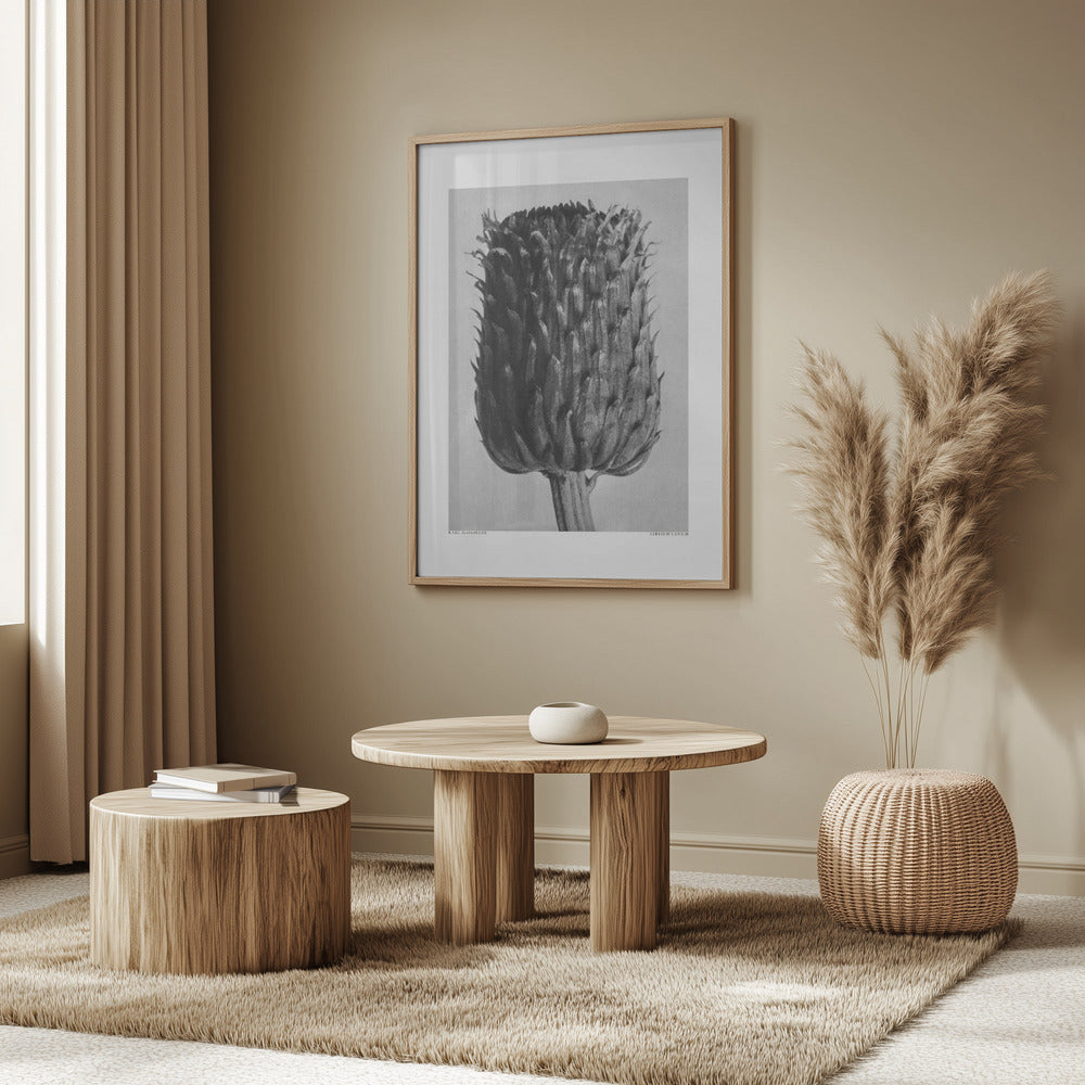 Cirsium Canum (Thistle) Poster och Canvastavla