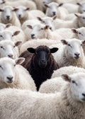 One Black Sheep Poster