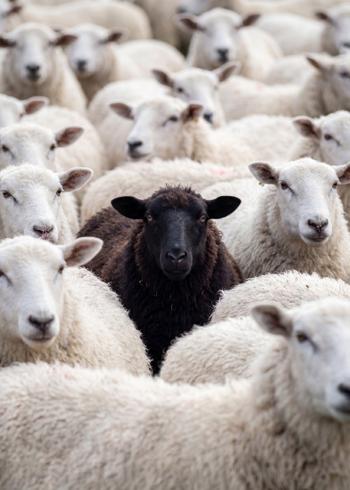 One Black Sheep Poster