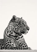 LEOPARD STUDY Poster