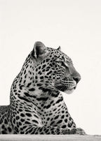 LEOPARD STUDY Poster