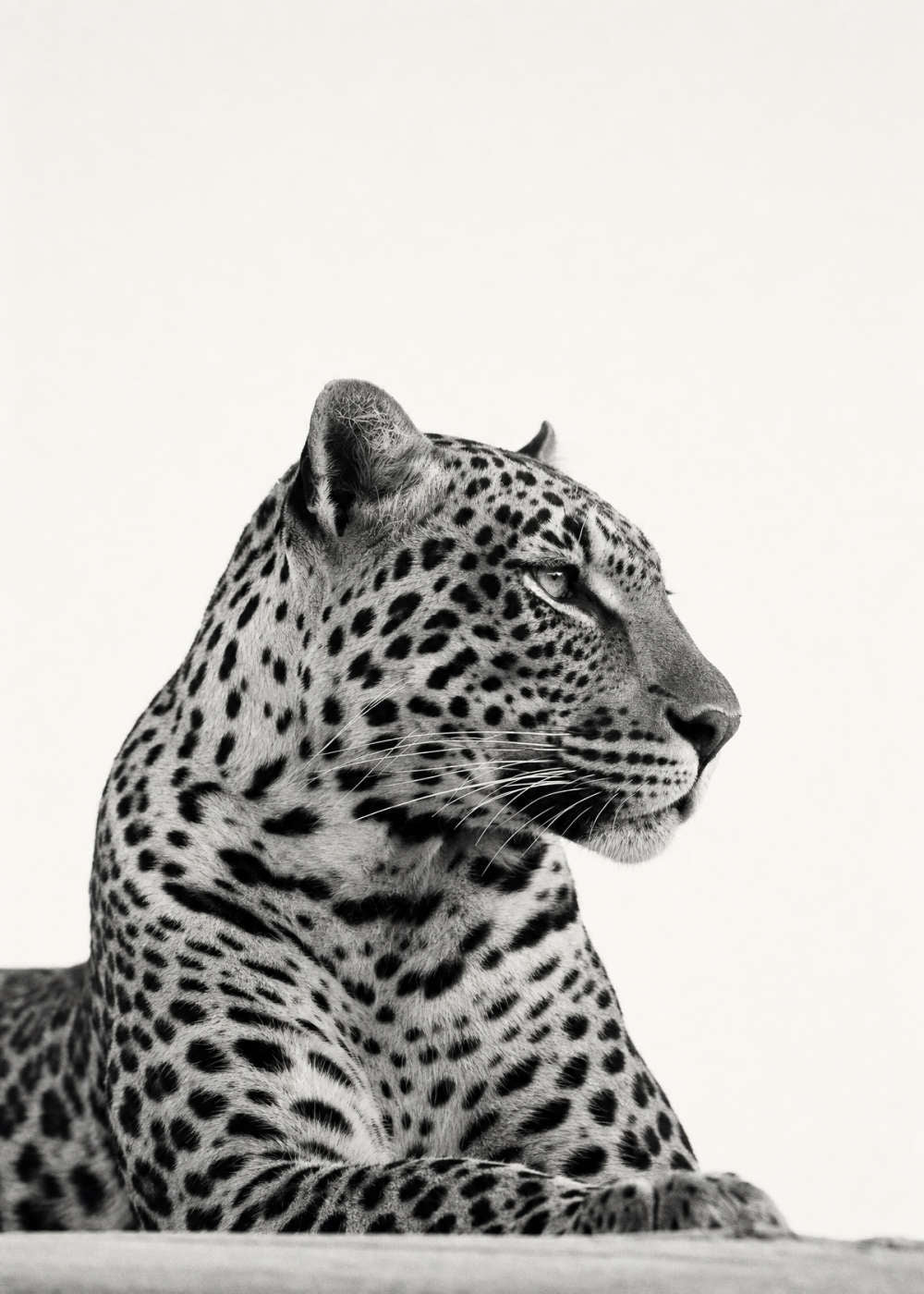LEOPARD STUDY Poster