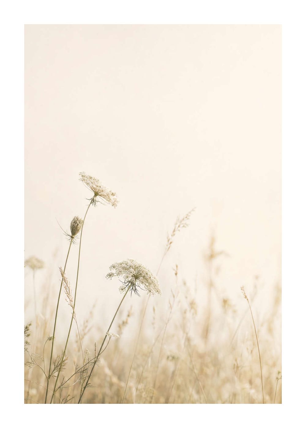 Quiet Meadow Poster