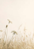Quiet Meadow Canvas