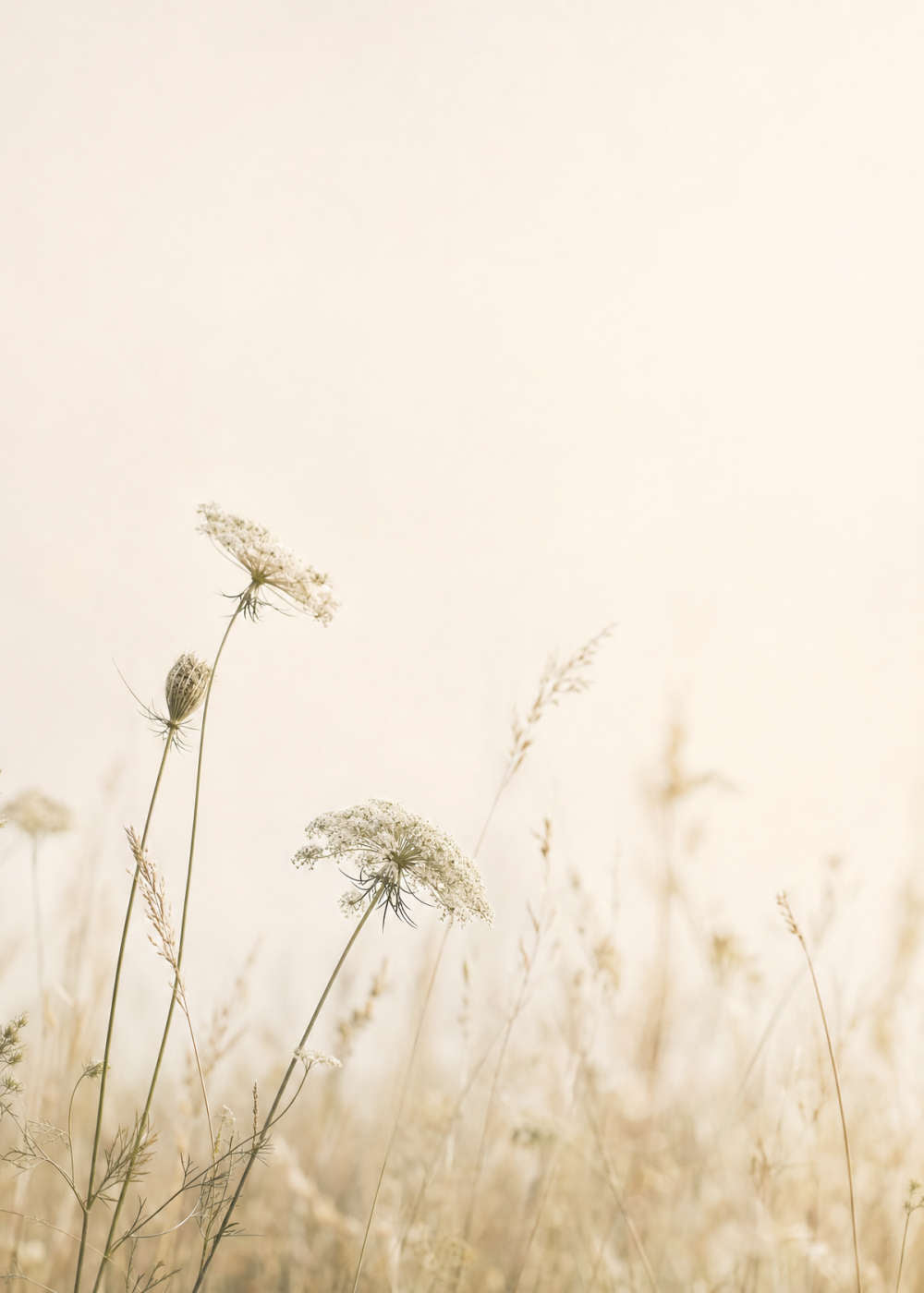 Quiet Meadow Canvas