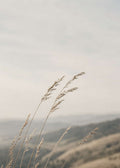 Summer Grass Canvas