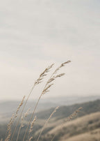 Summer Grass Canvas