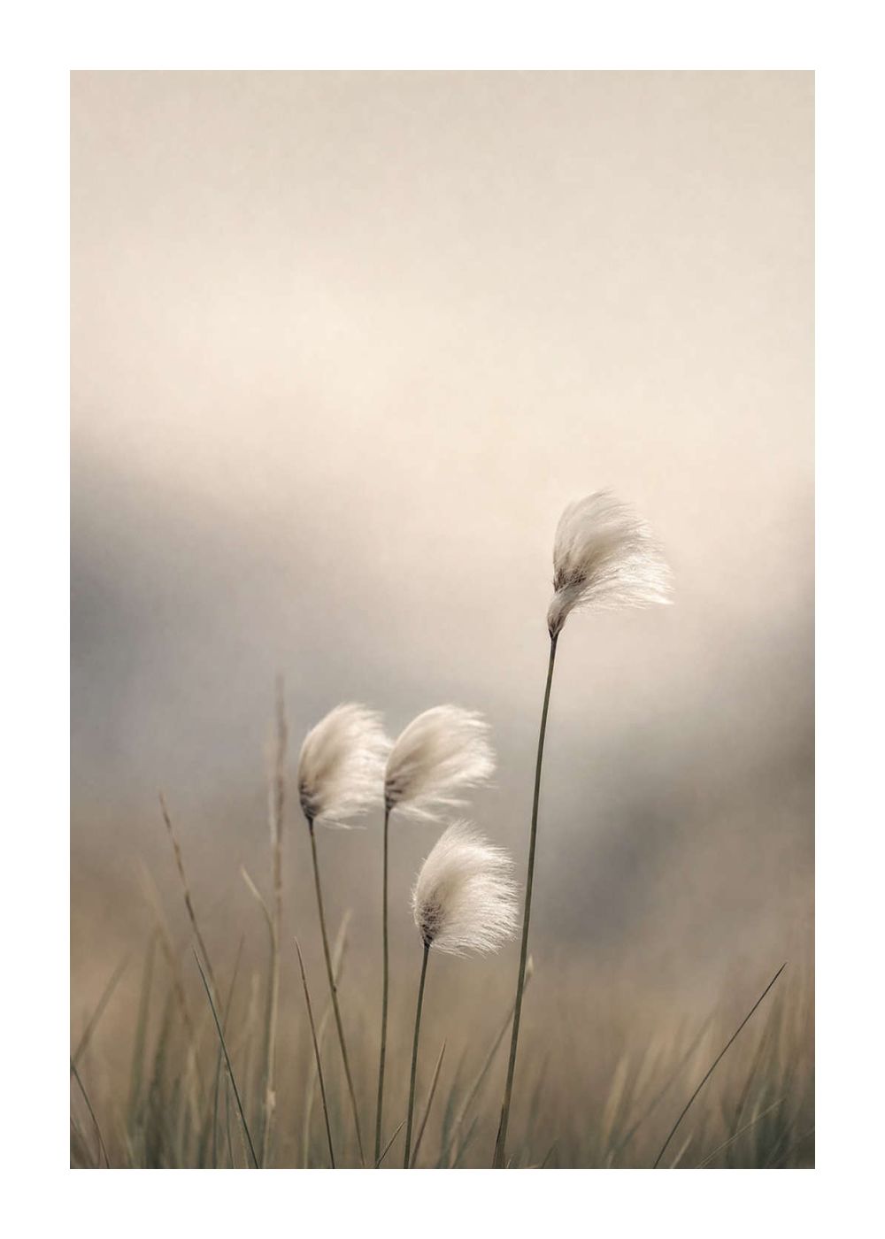 Cotton Grass Poster