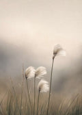 Cotton Grass Canvas