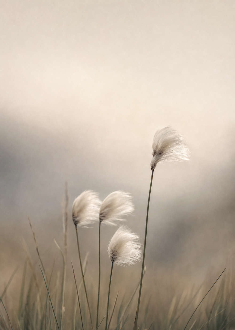 Cotton Grass Canvas