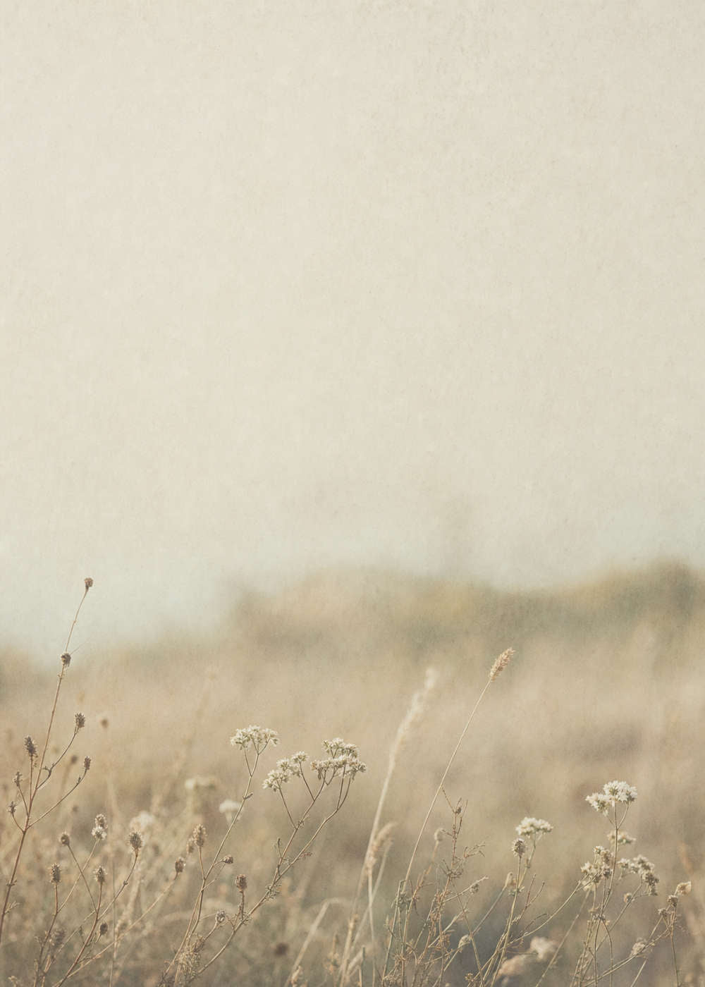 Faded Field Canvas