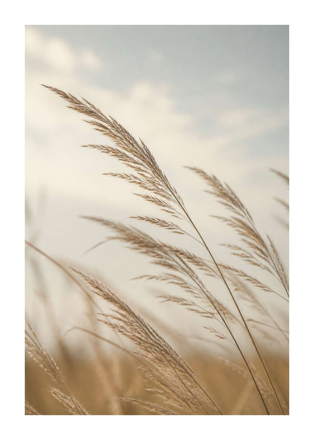 Wind-swept meadow grasses Poster