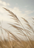 Wind-swept meadow grasses Poster