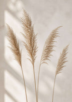 Dried grass seed heads Poster