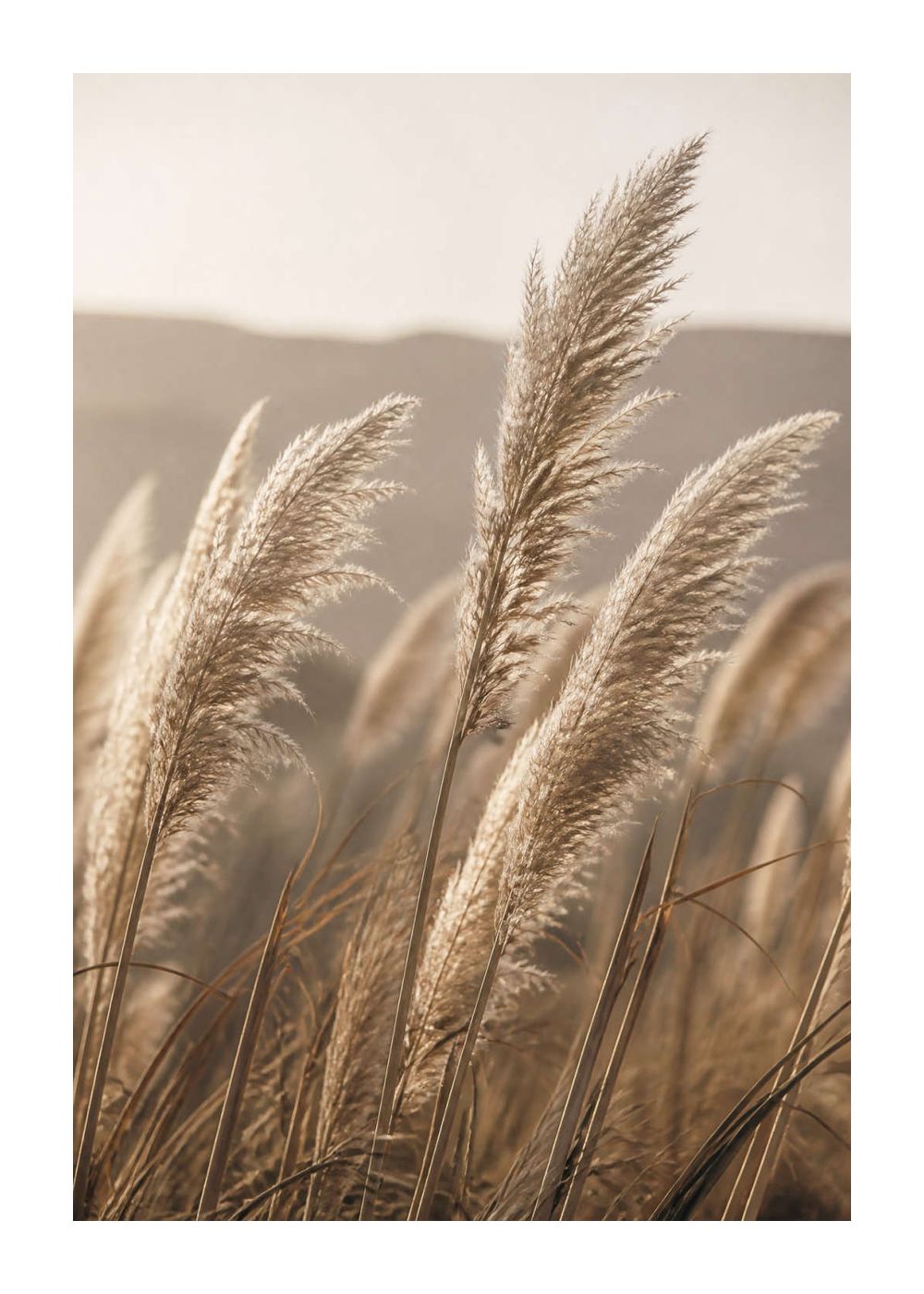 Pampas in late-afternoon light Poster