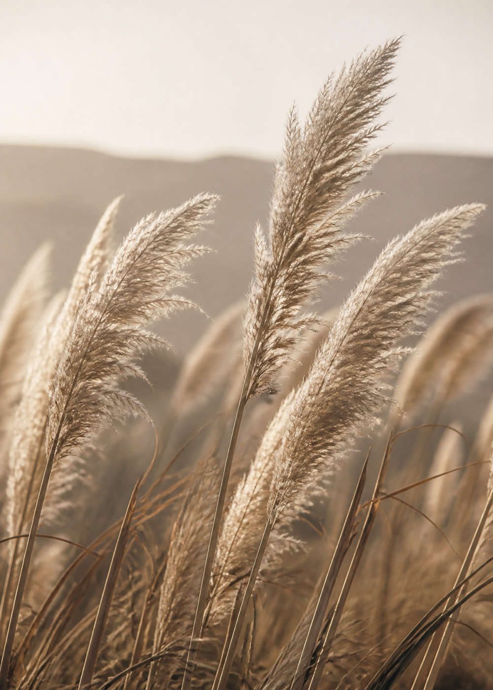 Pampas in late-afternoon light Poster