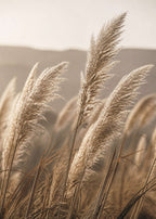Pampas in late-afternoon light Canvas
