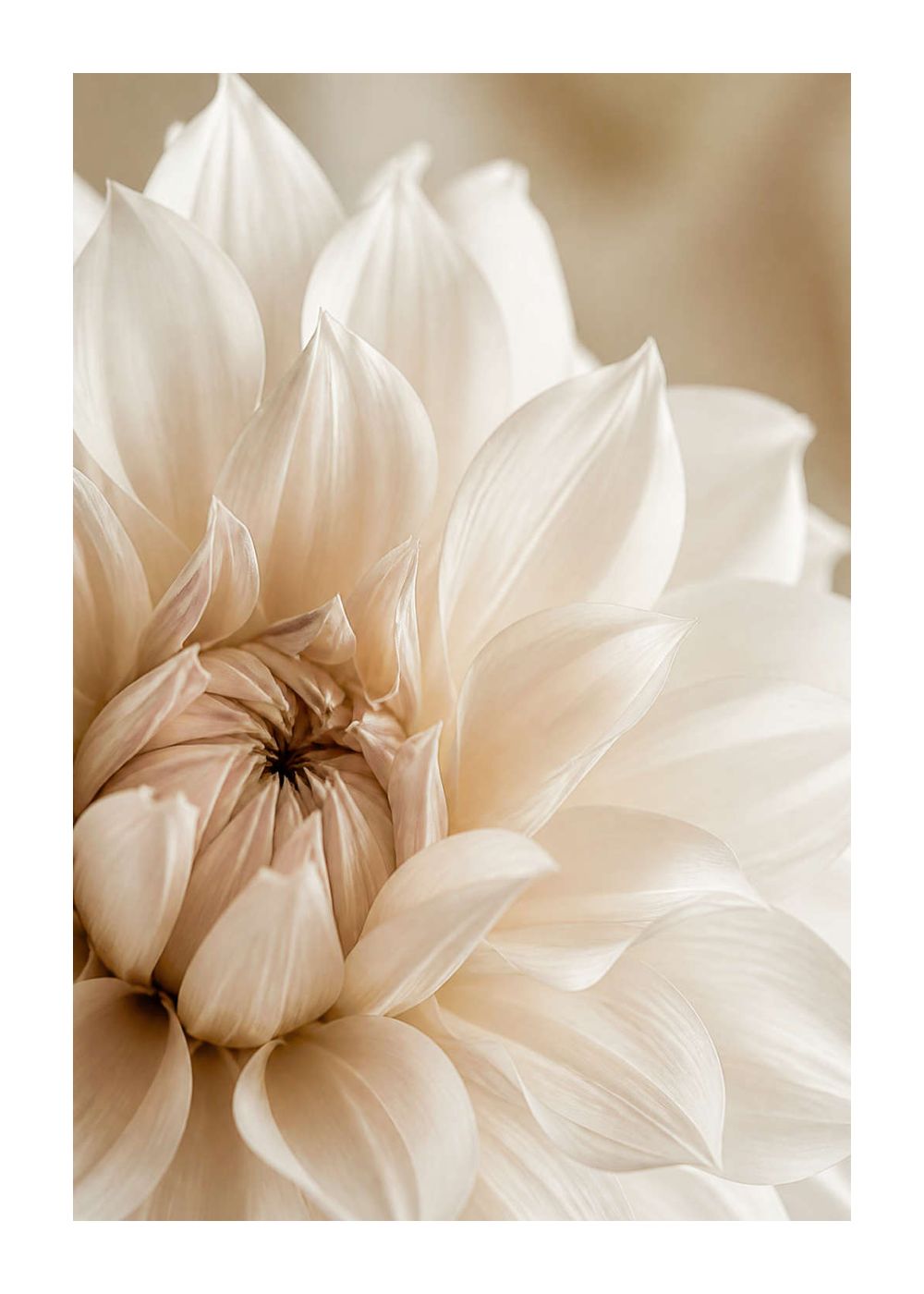 White dahlia in soft light Poster