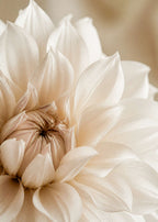 White dahlia in soft light Canvas
