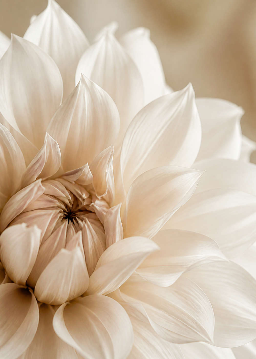 White dahlia in soft light Canvas