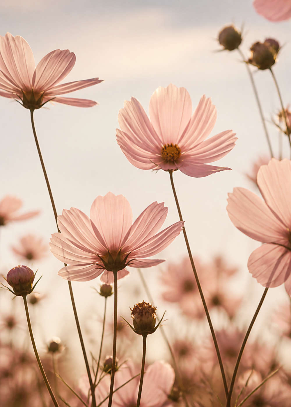Blush cosmos in morning light Canvas
