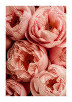 Blush peonies in close-up Poster