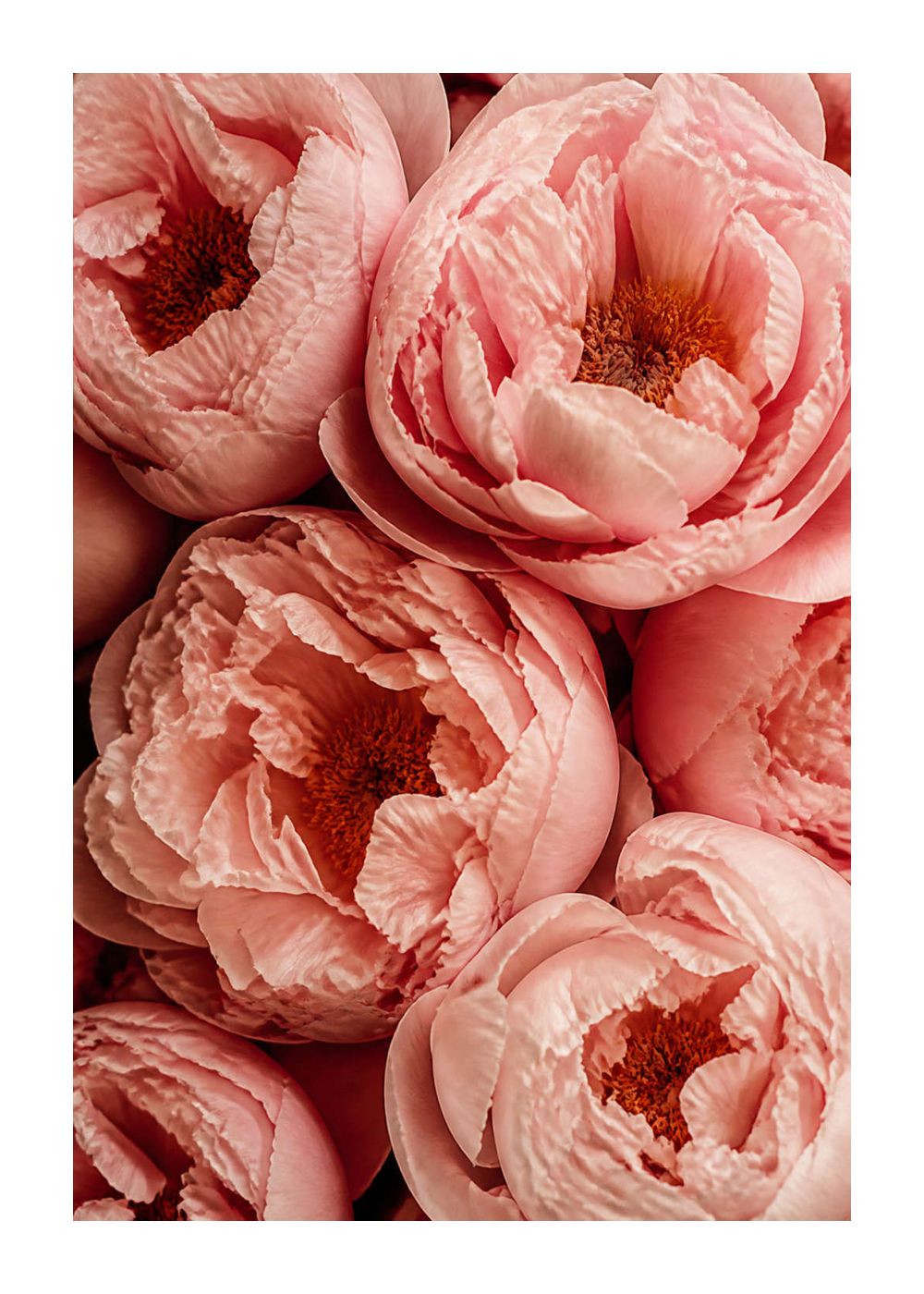 Blush peonies in close-up Poster