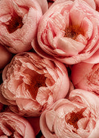 Blush peonies in close-up Poster