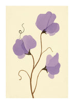 Luktärt i lavendel Poster